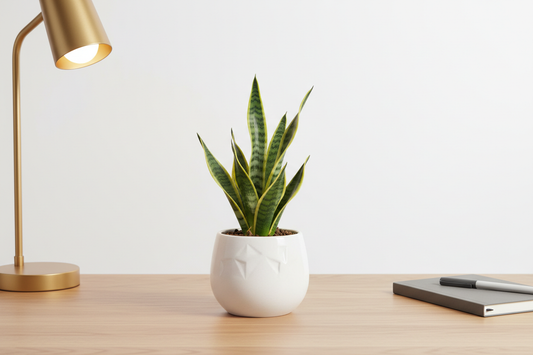 I want it to be a smaller one