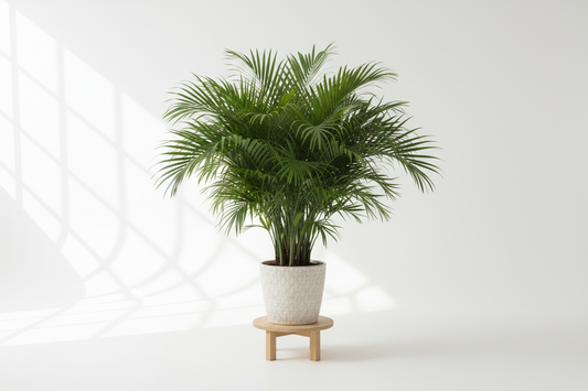 medium size Arreca Plant