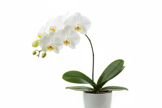 moth orchid