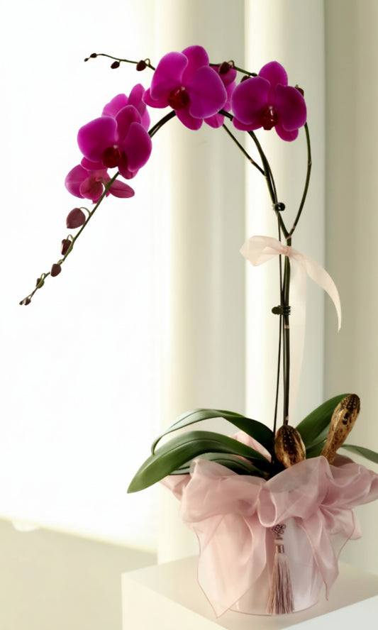 Orchid Blossom