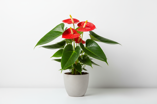 anthurium
