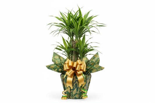 drascena wrapped as gift