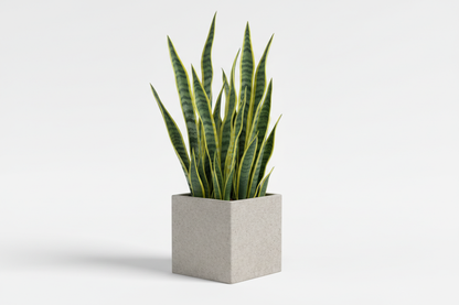 i want multiple ones but in one square pot