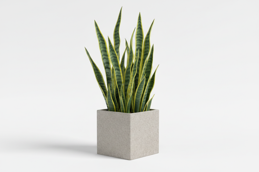 i want multiple ones but in one square pot