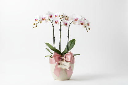 moth orchid as gift