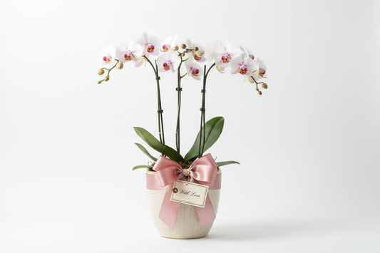 moth orchid as gift