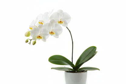moth orchid