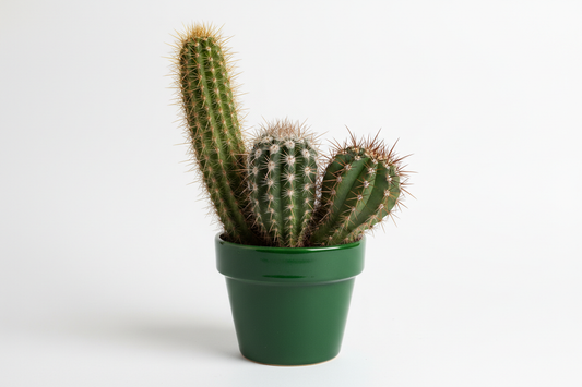 of different sizes and variations