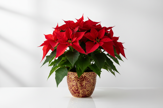 Red poinsettia plant