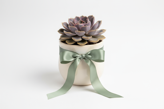 succulent as gift
