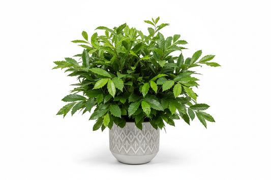 Zanya Plant medium sized